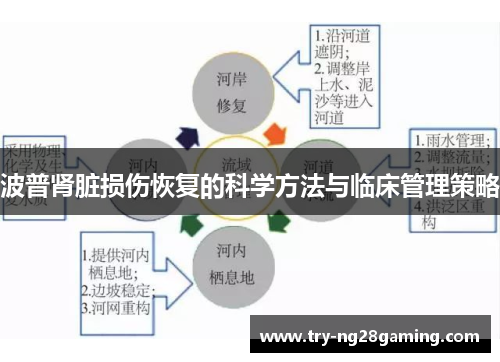 波普肾脏损伤恢复的科学方法与临床管理策略